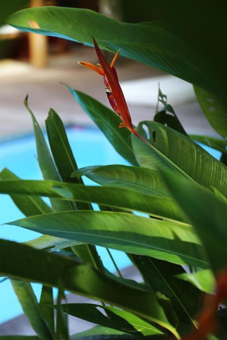 Villa Vermelha - Altos De Trancoso Exteriér fotografie
